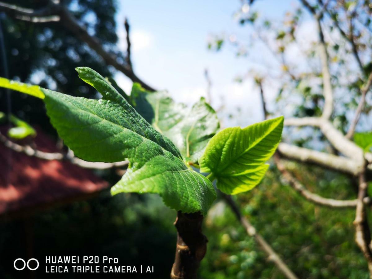 'T En Zal Acomodação com café da manhã Haputale Exterior foto